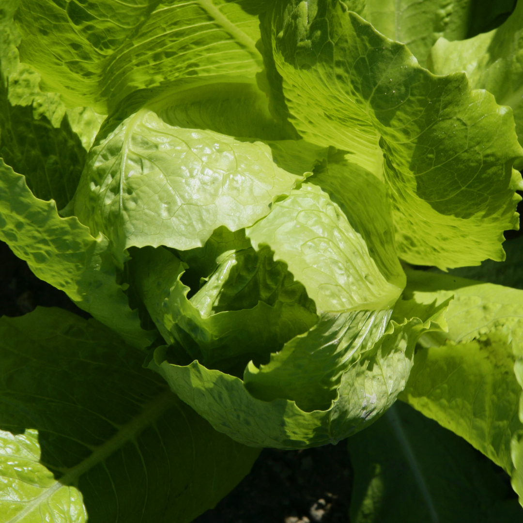 Lettuce Seeds 'SALADIN' ORGANIC
