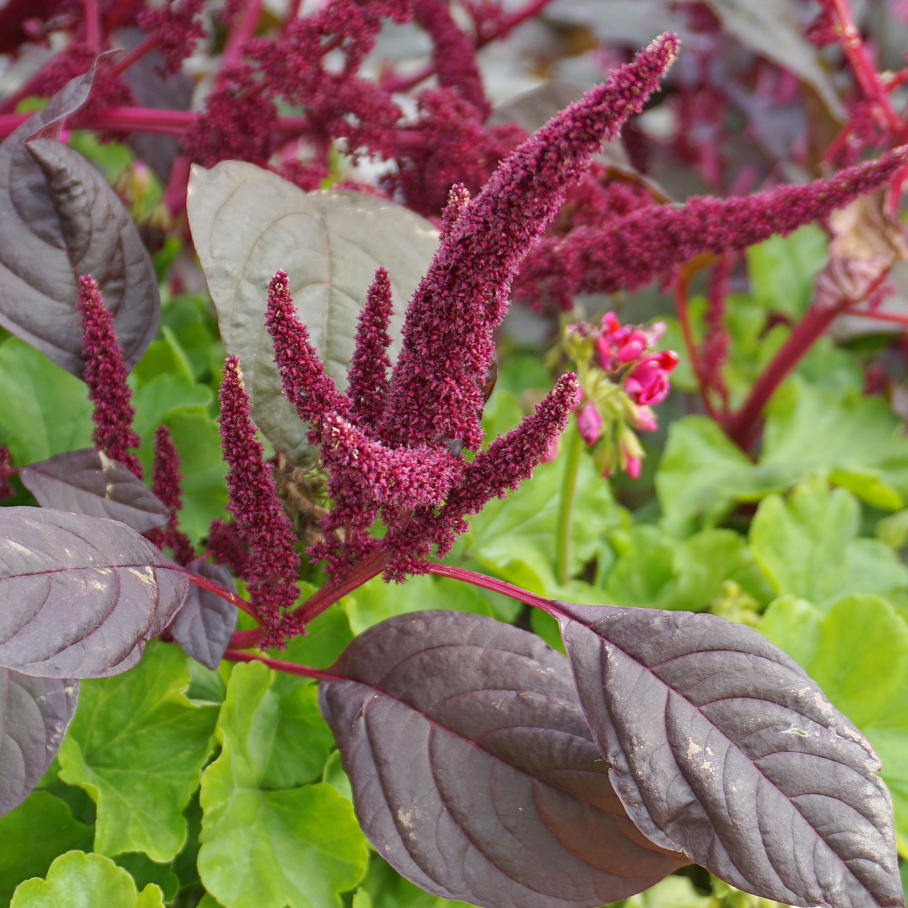 Organic Amaranthus "Tricolour" Seeds