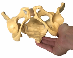 Gynecology Clinic Poster (2).png