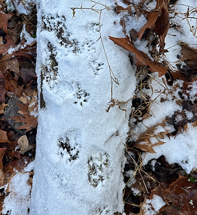 Screenshot 2025-12-08 at 11.26.23 PM.png