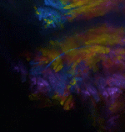 366-Zodiac_202.gif