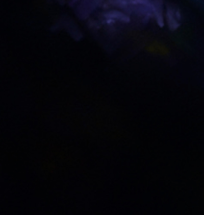 366-Zodiac_201.gif