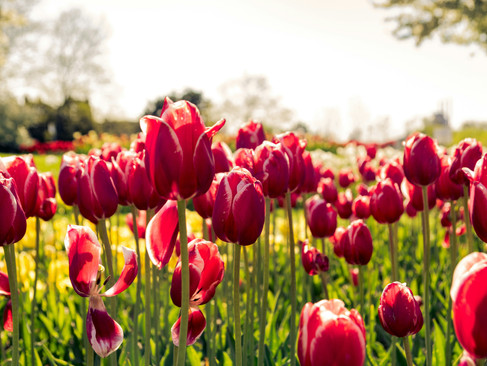 Wanderlust Travel Group's Top pick for a Spring Activity in Netherlands: Experience the Flower Field