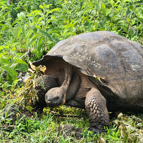 Visiting the El Chato Ranch - Giant Tortoise Reserve on Santa Cruz Island is one of the most memorab