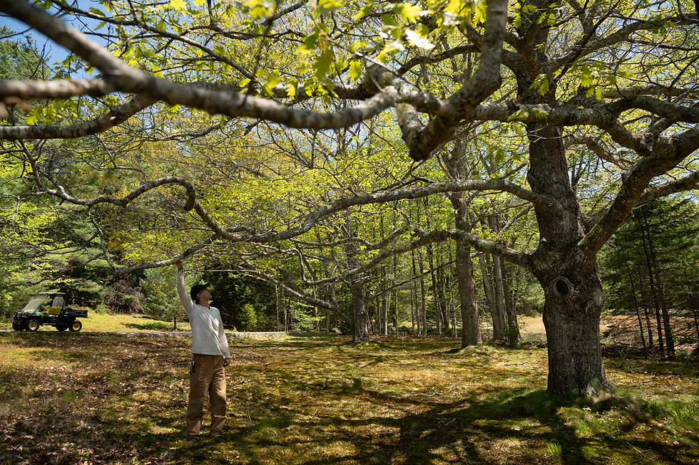 Don’t miss these tours, talks, and perspectives on MDI’s landscapes