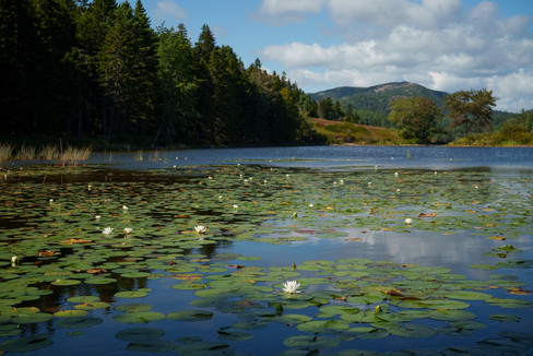 Lily pads in the Little Long Pond