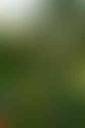 Thuya Garden in bloom with an apple tree in the background