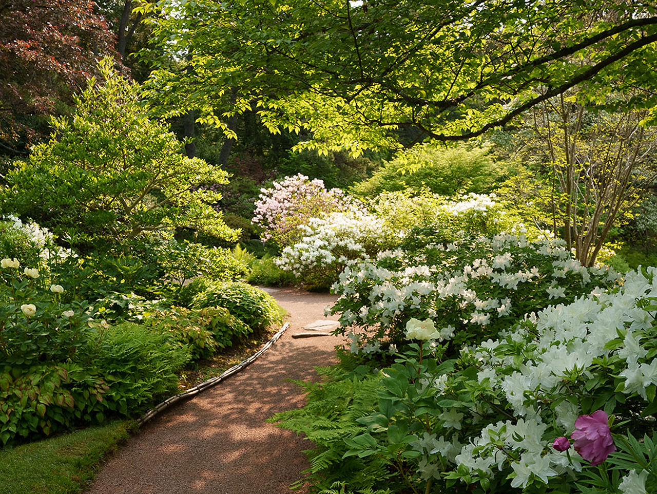 A pathway at the Asticou Azalea Garden in full bloom with azaleas in white and pink.