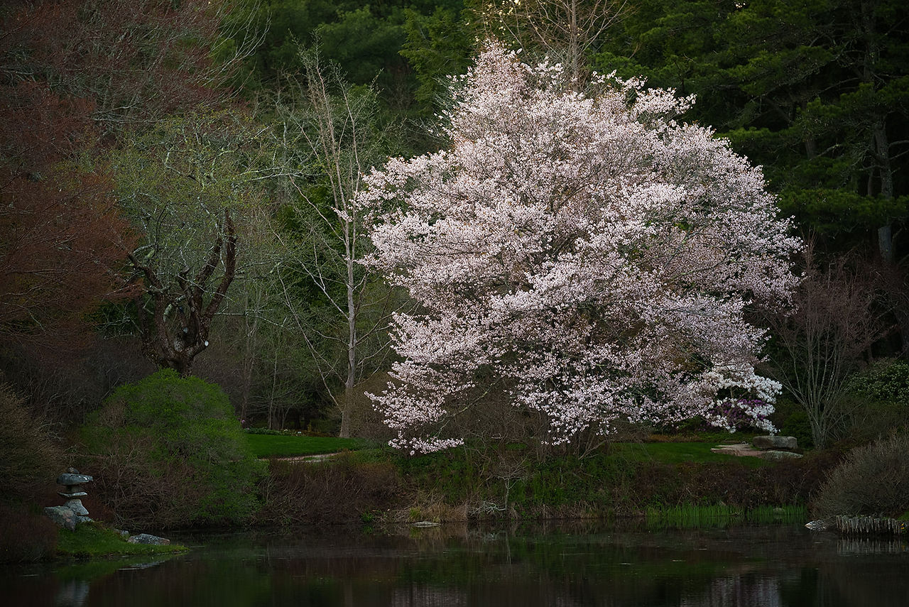 Cherry tree in bloom at the Astiocou Azalea Garden in the spring of 2025.