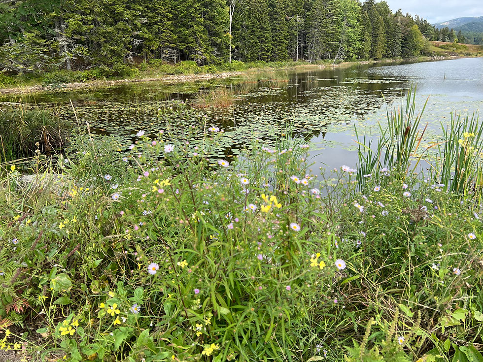 Symphyotrichum novae-belgii, New York aster, at the south end of Little Long Pond.