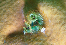 Miniature Christmas Tree Worm (Spirobranchus polycerus)