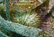 Variegated Urchin - TG-6-20230209_111255