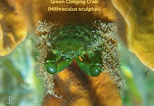 Green Clinging Crab - TG-6-20240417_0931