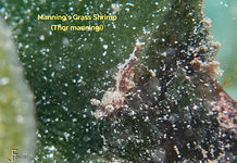 Manning's Grass Shrimp - 20260403-P4030094_edited.jpg