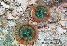 Brown Zoanthid - TG-6-20231214_094424_ed