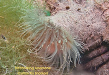 Hitchhiking Anemone - TG-6-20240605_1431
