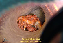 Nodose Rubble Crab - TG-6-20230821_09291