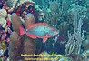 Redband Parrotfish Initial Phase - TG-6-