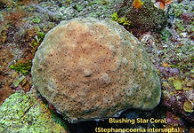 Blushing Star Coral - TG-6-20251104_091752 (2)_edited.jpg
