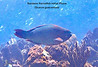 Rainbow Parrotfish Initial Phase - TG-6-