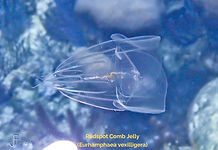 Redspot Comb Jelly - TG-6-20230404_09482