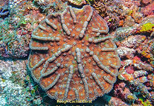 Rough Cactus Coral - TG-6-20240522_10433