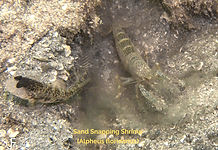 Sand Snapping Shrimp - 20260421-P4210589_edited.jpg