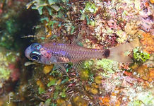 Dusky Cardinalfish (Phaeoptyx pigmentaria)