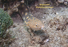 Sharptail Eel - TG-6-20250902_105927_edited.jpg
