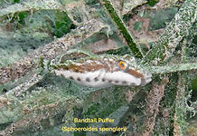 Bandtail Puffer - TG-6-20240605_143720 (