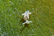 Tanio Elysia (Elysia tanio)