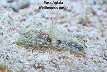 Pusa Aglaja - TG-6-20220726_120043 (2)_e