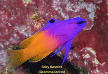 Fairy Basslet - TG-6-20240131_140410_edi
