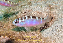 Chaulk Bass - TG-6-20240720_092937_edite