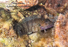 Hairy Blenny - 20260523-P5231353_edited.jpg