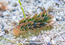 Sand Costasiella - TG-6-20230815_115628 