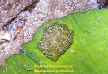 Blistered Grass Anemone - TG-6-20240803_