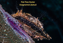 Flat Tree Oyster - 20260208-P2081668_edited.jpg