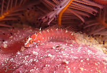 Blackcheek Shy Blenny Complex (Starksia weigti) Male