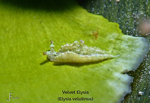 Velvet Elysia - TG-6-20230131_095426_edi