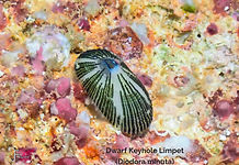 Dwarf Keyhole Limpet - TG-6-20240221_100