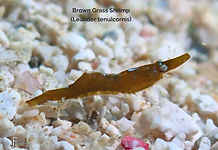 Brown Grass Shrimp - TG-6-20231107_10494