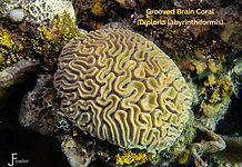 Grooved Brain Coral - 20260707-P7071531_edited.jpg