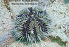 West Indian Sea Egg - TG-6-20230209_1113