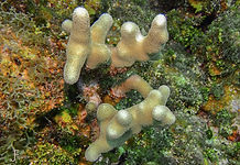Clubtip Finger Coral (Porites porites)