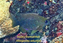 Dusky Damselfish - TG-6-20240221_090422_