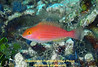 Greenblotch Parrotfish Initial Phase - T