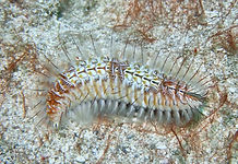 Blackline Fireworm (Chloeia viridis)