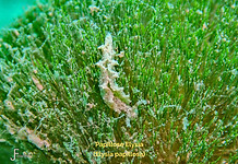 Papillose Elysia - TG-6-20250913_103845_edited.jpg