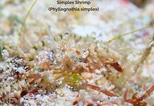 Phyllognathia simplex - 20230202_edited.